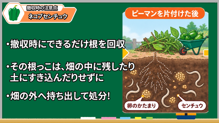 ネコブセンチュウが疑われる根を回収し畑の外で処分する注意点
