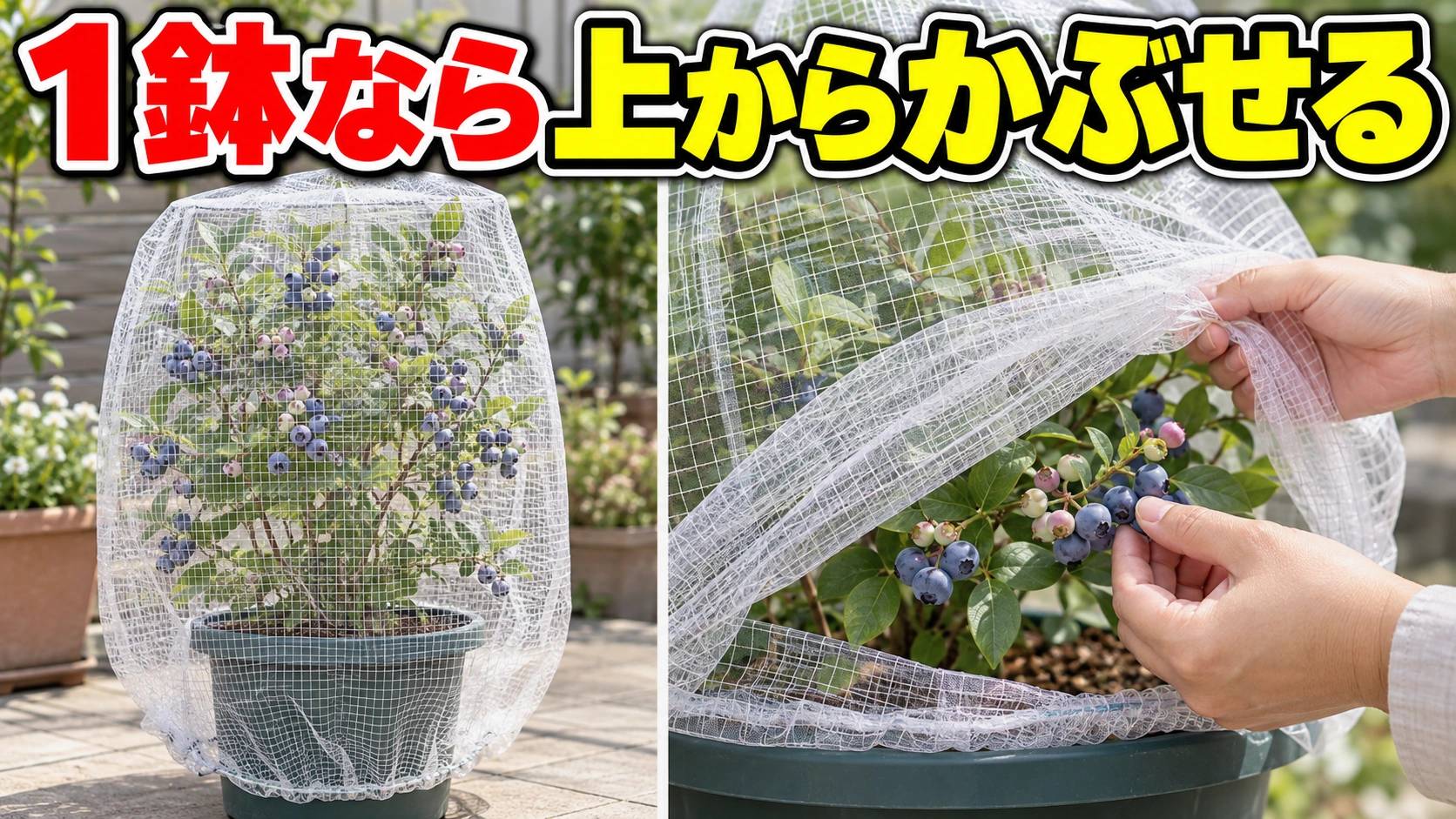 鉢植えブルーベリー全体を防鳥ネットで覆い裾を閉じる図