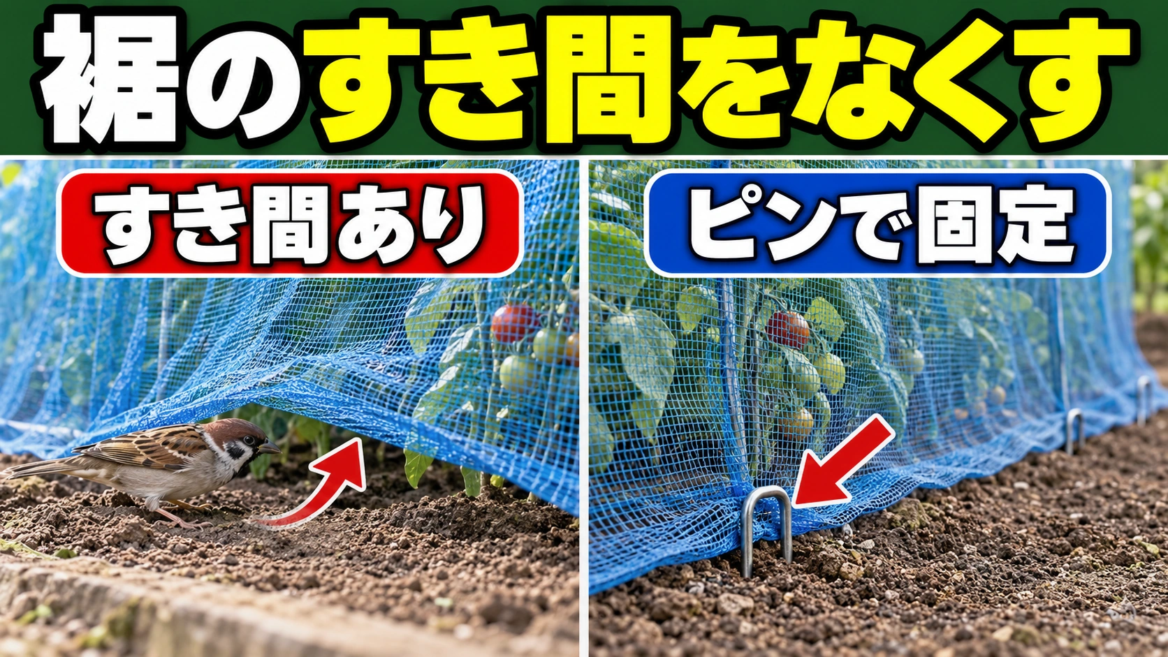 防鳥ネットの裾をピンで留めて地面とのすき間を閉じる図