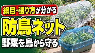 野菜が鳥に食べられる前に、畑とプランターに合う防鳥ネットを選ぶ記事のアイキャッチ