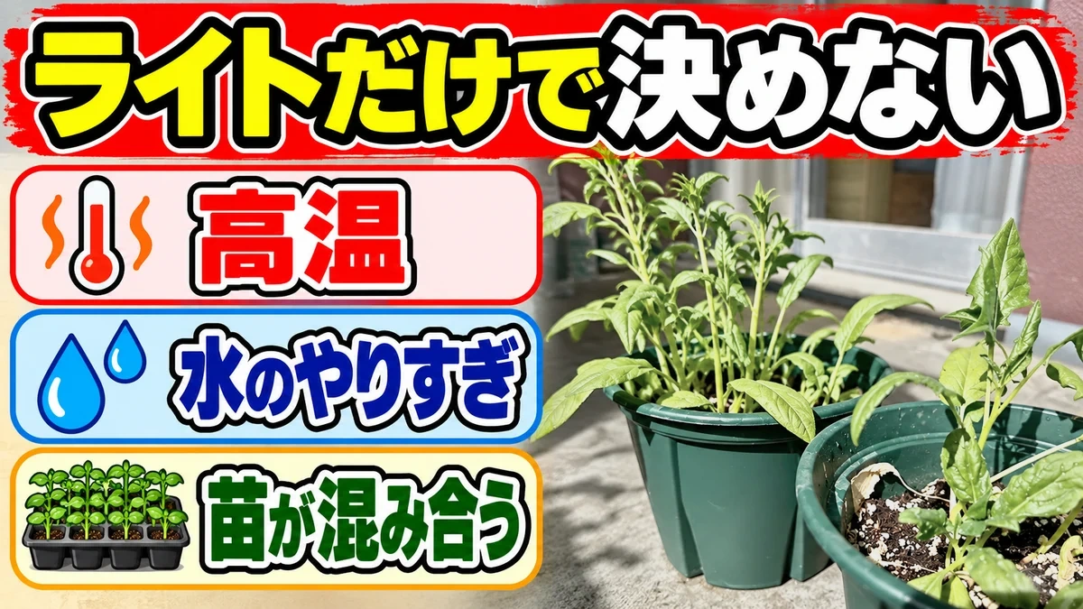 徒長につながる光不足・高温・水のやりすぎ・苗の混み合いを確認する図