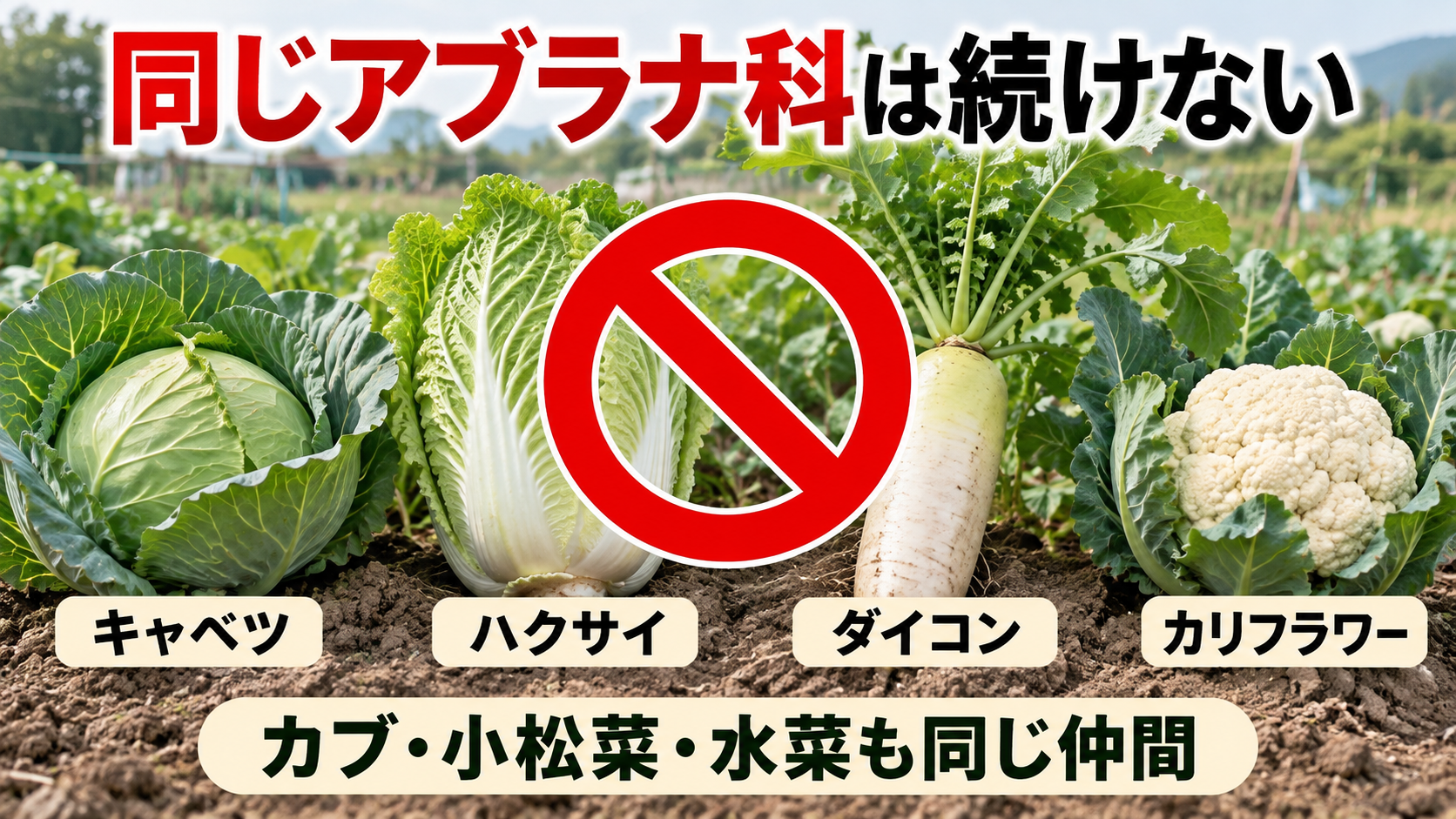 ブロッコリーの後作で避けたいキャベツ、白菜、大根、カリフラワーなどのアブラナ科野菜