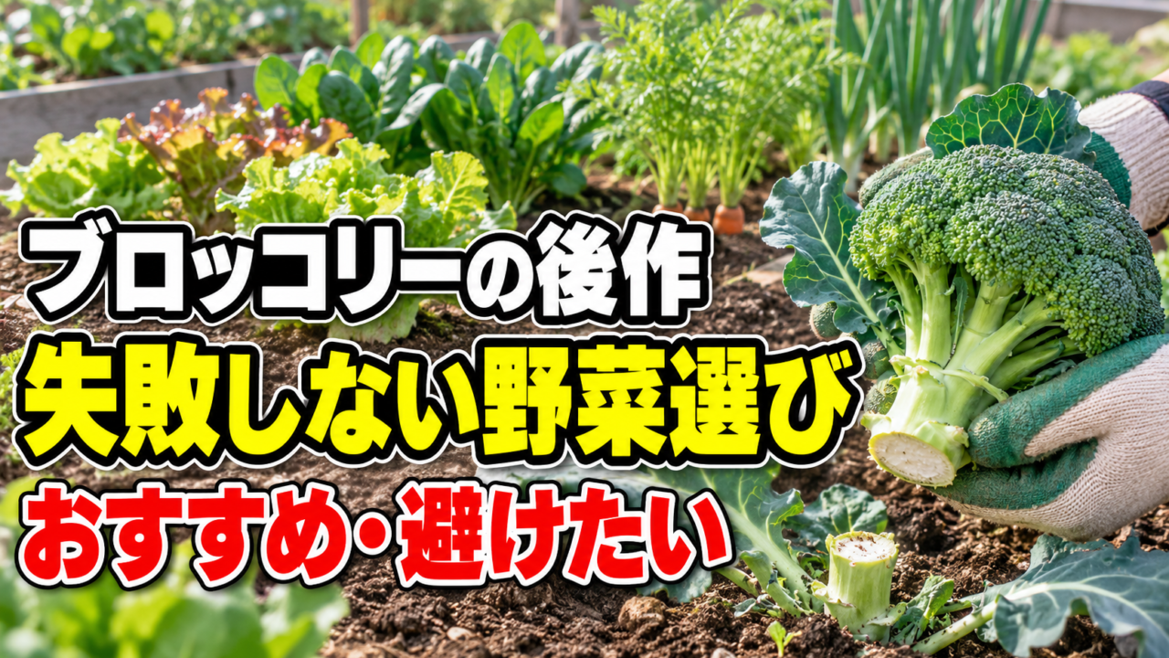 ブロッコリーの後作で失敗しないおすすめ野菜と避けたい野菜を紹介するアイキャッチ