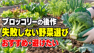ブロッコリーの後作で失敗しないおすすめ野菜と避けたい野菜を紹介するアイキャッチ
