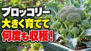 ブロッコリーを大きく育てて何度も収穫する方法を伝えるアイキャッチ