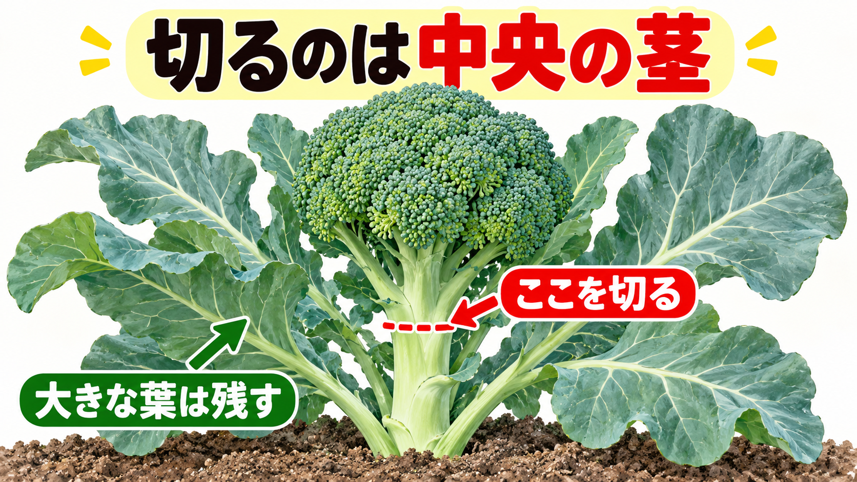 中央の花蕾の下の茎に切る線を示し、外側の大きな葉を残す図