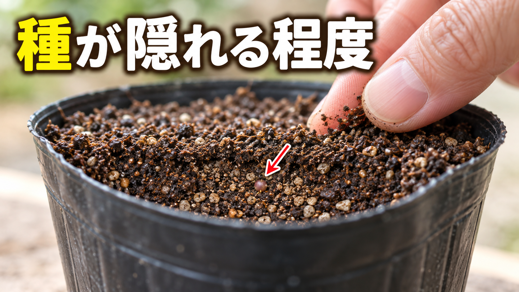ブロッコリーの種へ種が隠れる程度に薄く土をかぶせる