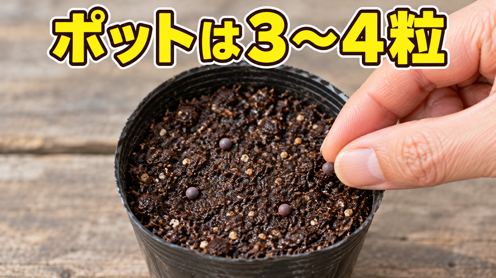 育苗ポットへブロッコリーの種を3〜4粒離してまく