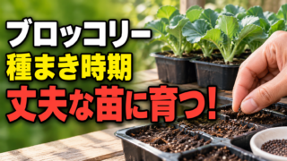 ブロッコリーの種まきで丈夫な苗へ育てるコツを伝えるアイキャッチ