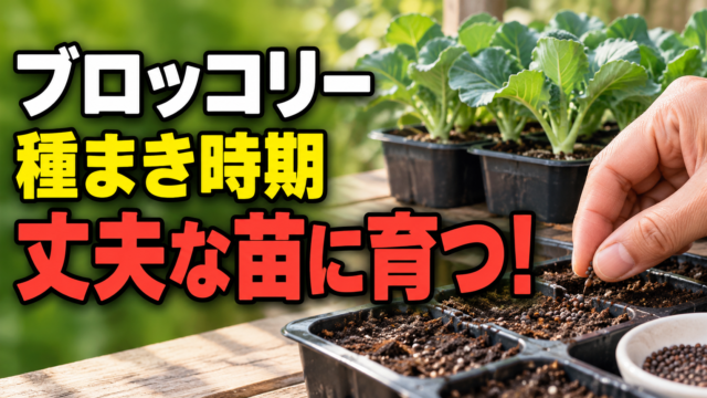 ブロッコリーの種まきで丈夫な苗へ育てるコツを伝えるアイキャッチ