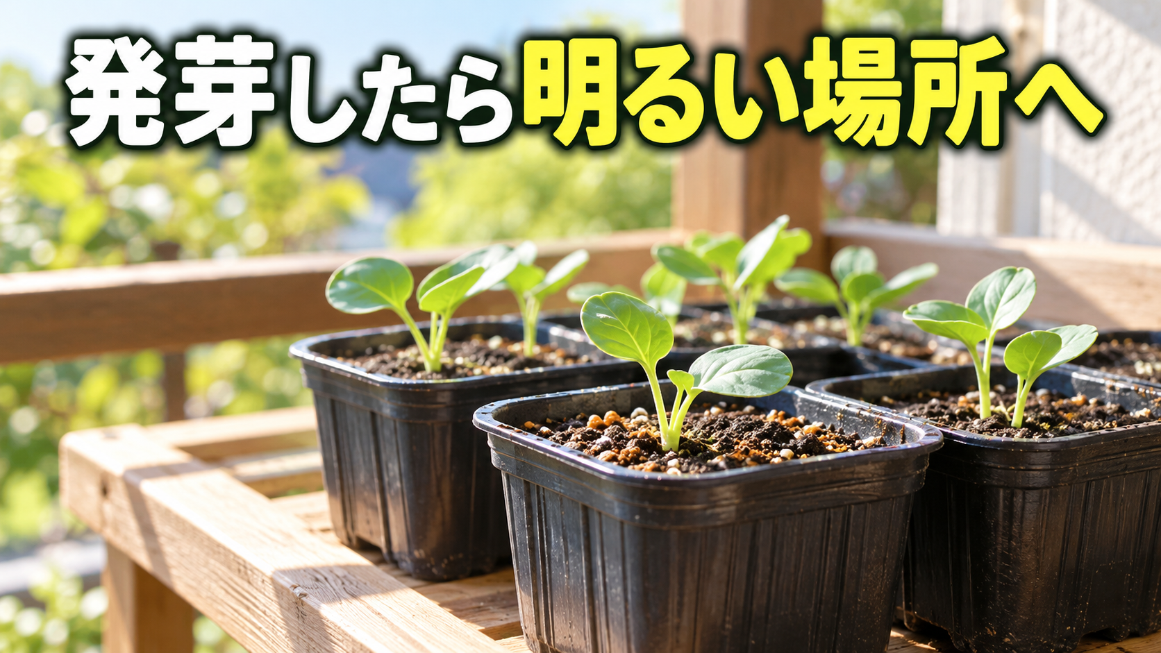 発芽したブロッコリー苗を明るく風通しのよい場所へ移す
