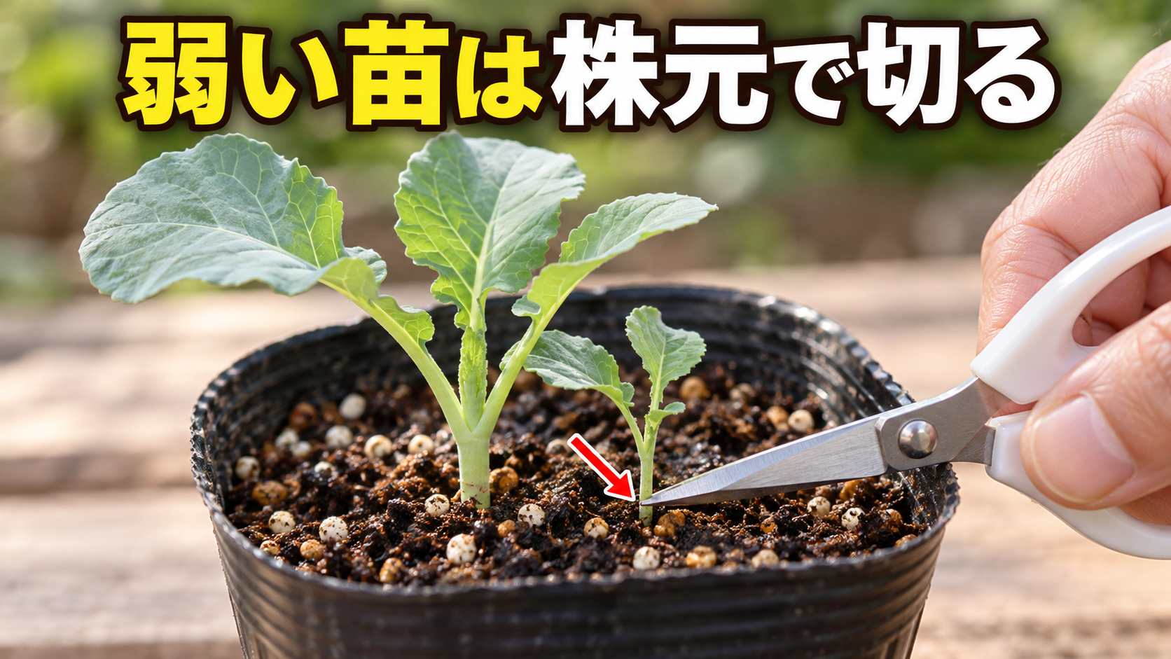 残すブロッコリー苗の根を傷めないよう弱い苗を株元で切る