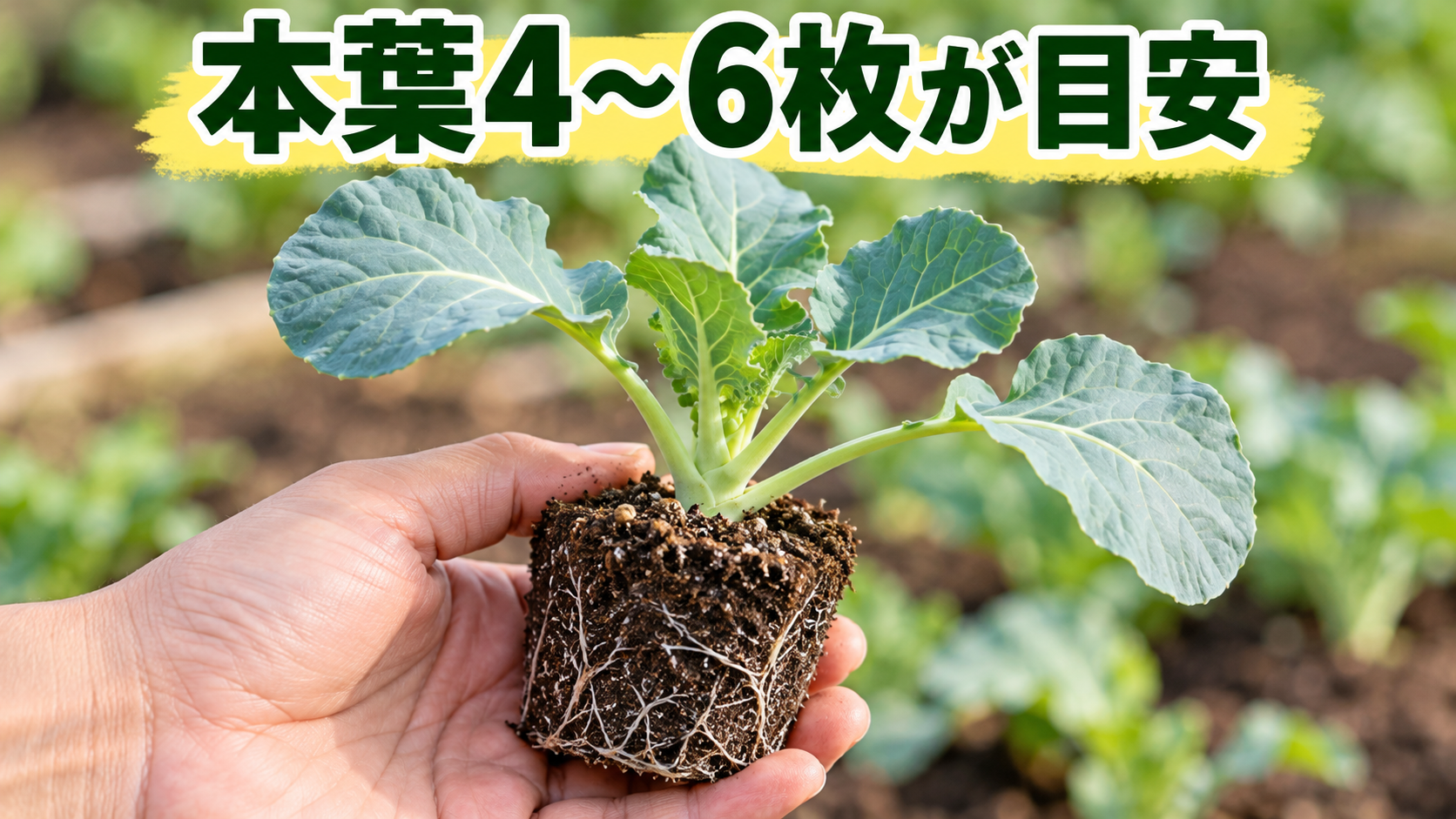 本葉4〜6枚で根鉢がまとまった植え付け前のブロッコリー苗