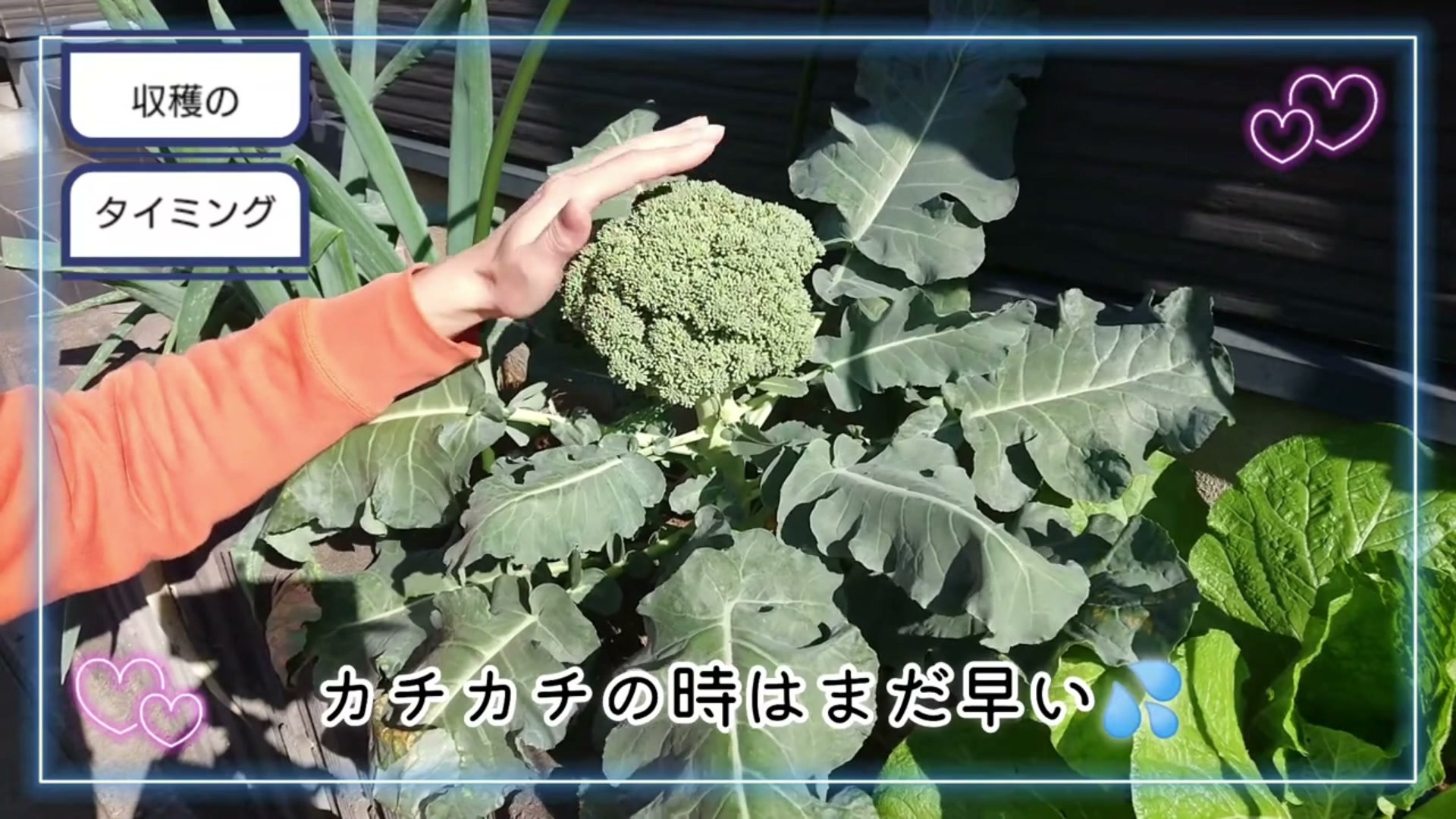 最初に収穫する大きなブロッコリーと株の様子