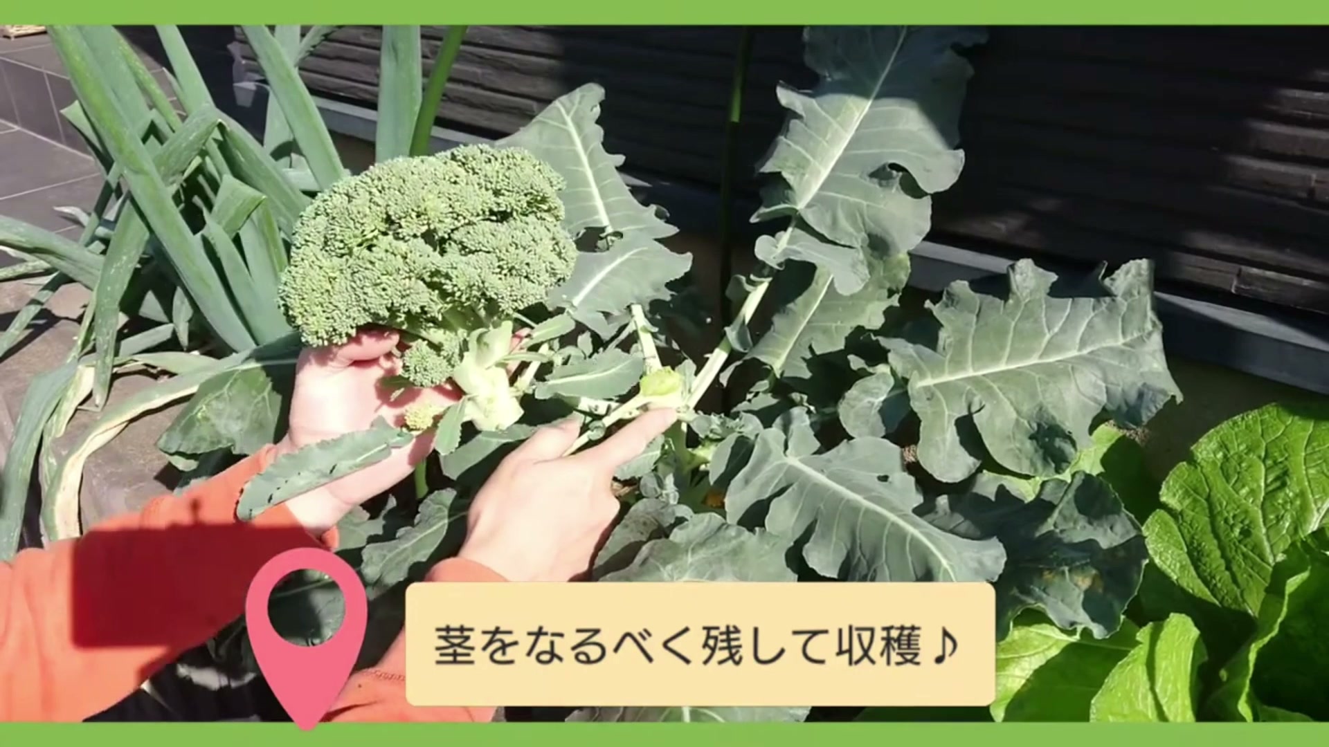 最初のブロッコリーを収穫する時に残したい茎と葉の付け根