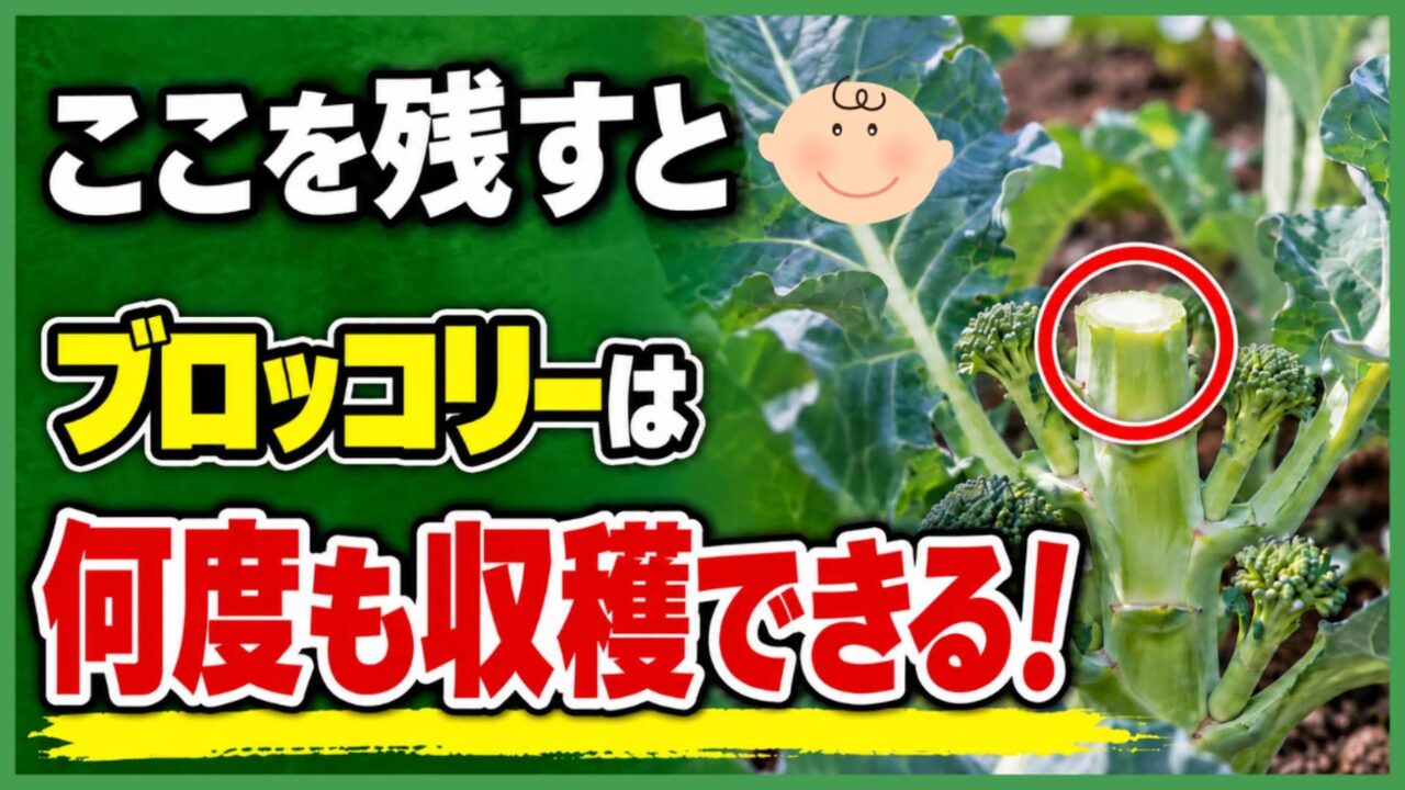 最初のブロッコリーを切った後もわき芽から何度も収穫できると伝えるアイキャッチ
