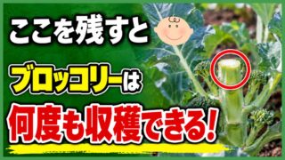 最初のブロッコリーを切った後もわき芽から何度も収穫できると伝えるアイキャッチ