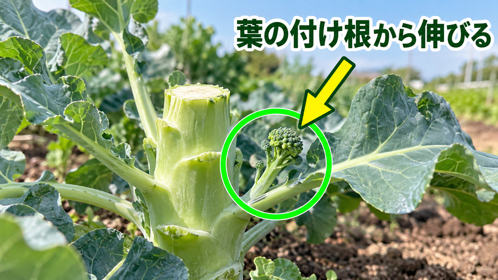 最初の収穫後にブロッコリーの葉の付け根から伸びるわき芽