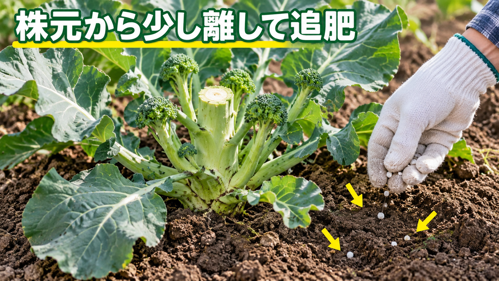 最初のブロッコリーを収穫した後に株元から少し離して追肥する位置