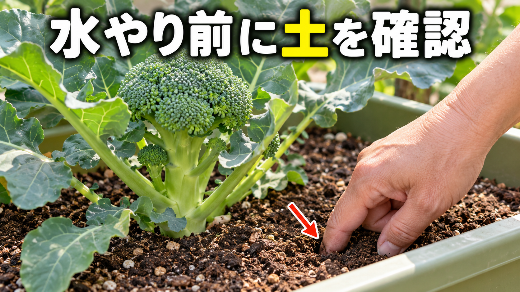ブロッコリーの水やり前に土へ指を入れて湿り具合を確認する