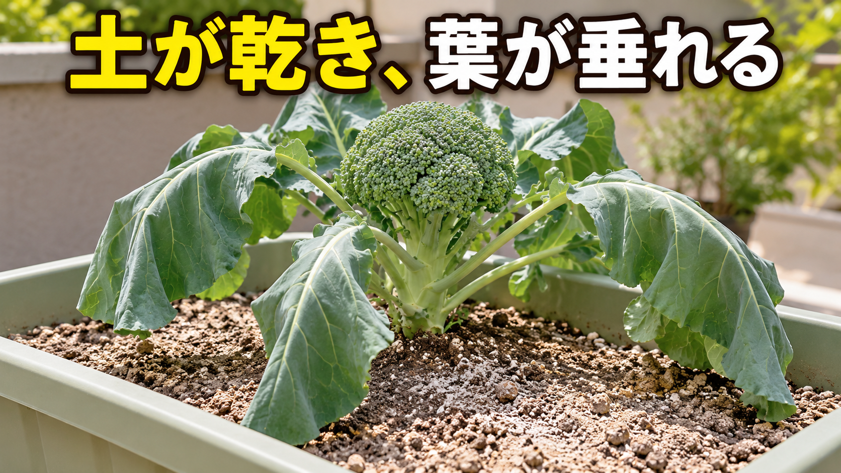 乾いた土と柔らかく垂れた葉でブロッコリーの水不足を確認する