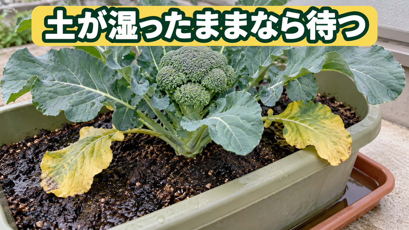 湿った土と黄色い下葉でブロッコリーの水のやりすぎを確認する