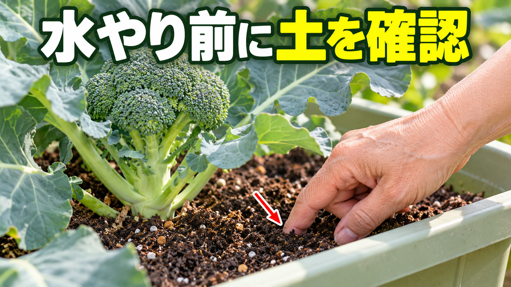 水やり前に土へ指を入れて乾き具合を確認する