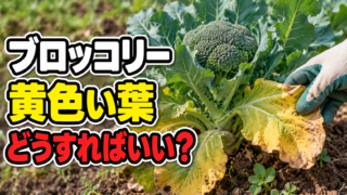 ブロッコリーの黄色い葉を見つけた時の対処法を伝えるアイキャッチ