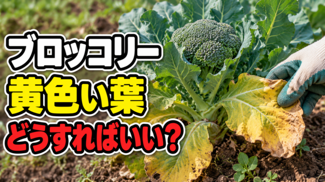 ブロッコリーの黄色い葉を見つけた時の対処法を伝えるアイキャッチ