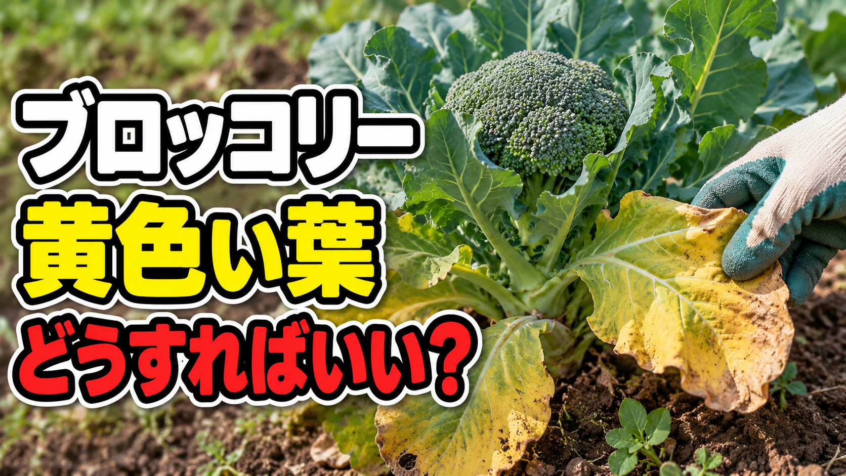 ブロッコリーの葉が黄色い時の対処法！肥料・水やり・病気｜初心者でも原因を見分ける方法