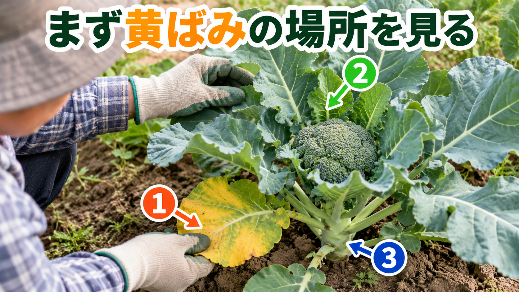 黄色い葉を見つけたら下葉、中心、株元の順に確認する