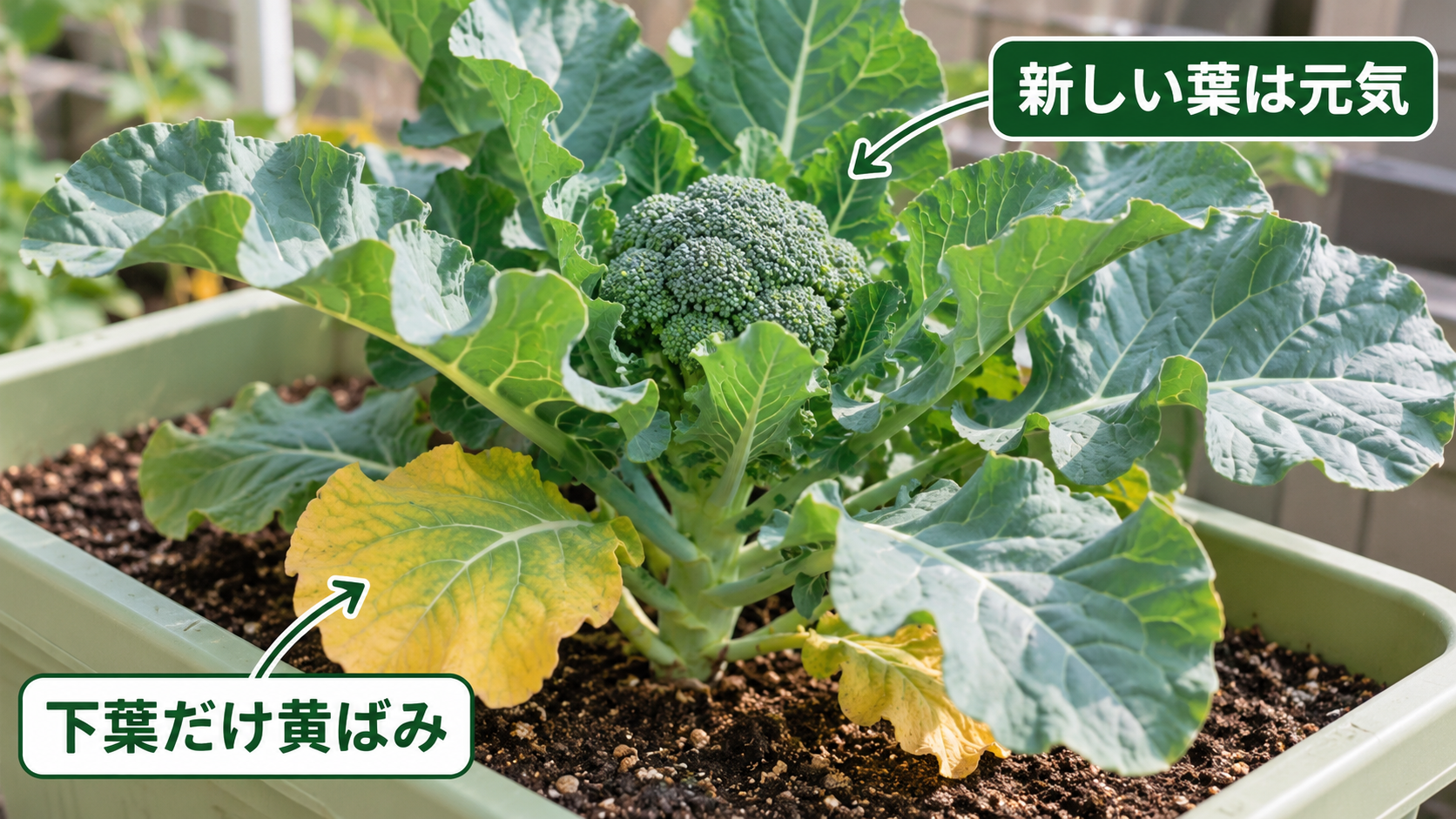 下葉だけが黄色く中心の新しい葉は元気なブロッコリー