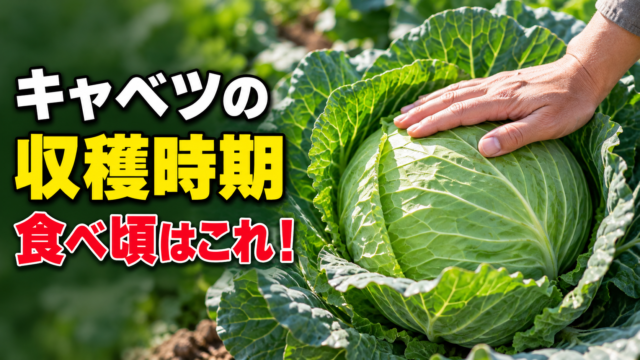 キャベツの収穫時期とおいしい食べ頃を伝えるアイキャッチ