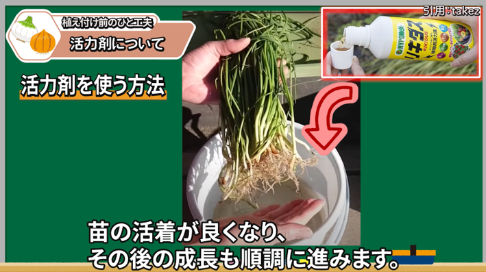 玉ねぎ苗の根を活力剤の希釈液に浸して植え付け準備をする様子