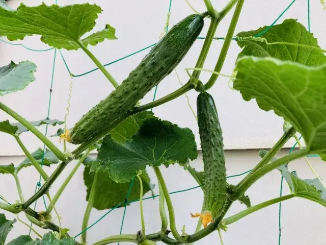 キュウリのつるが園芸ネットへ伸びる実写