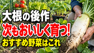 大根の後作で次もおいしく育つおすすめ野菜を紹介するアイキャッチ