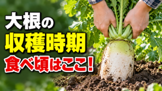 大根の収穫時期と食べ頃を伝えるアイキャッチ