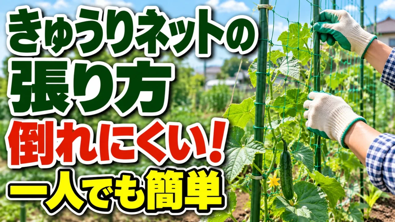 倒れにくいきゅうりネットを一人で張る方法を紹介する記事のアイキャッチ