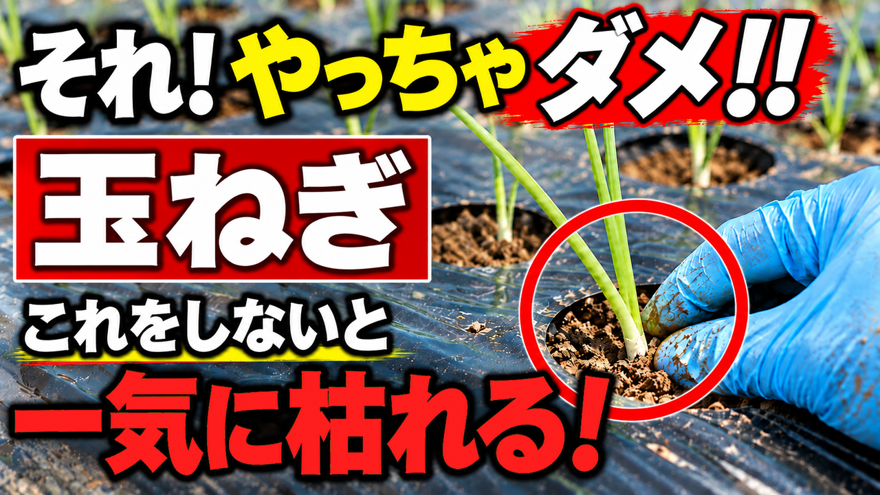 玉ねぎの植え付けで注意したいことを伝えるアイキャッチ