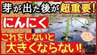 ニンニクは芽が出た後の管理が重要だと伝えるアイキャッチ