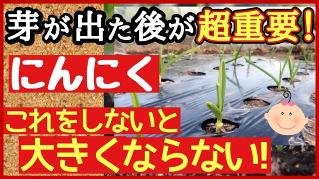 ニンニクは芽が出た後の管理が重要だと伝えるアイキャッチ
