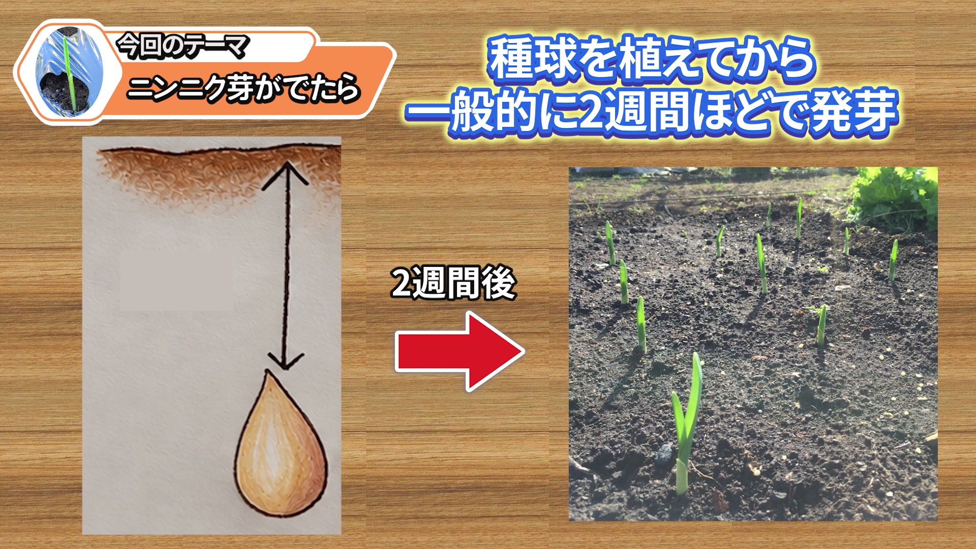 植え付けから約2週間後に芽が出たニンニク