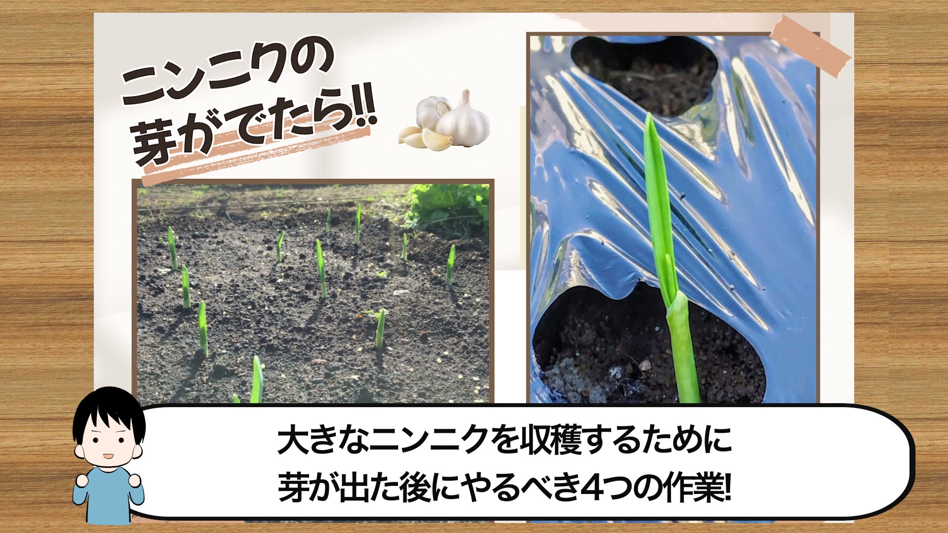 芽が出た後に次の管理を確認するニンニク
