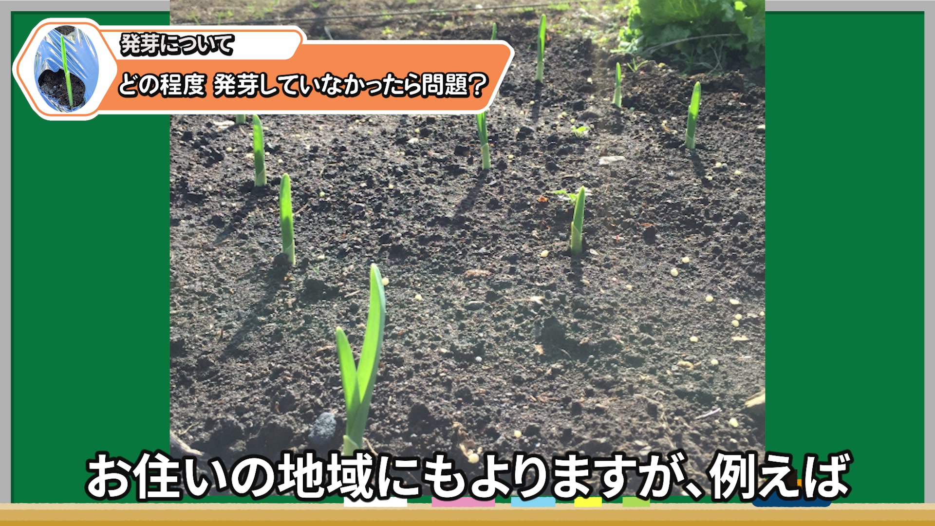 地域によってニンニクの発芽や成長速度が異なる例