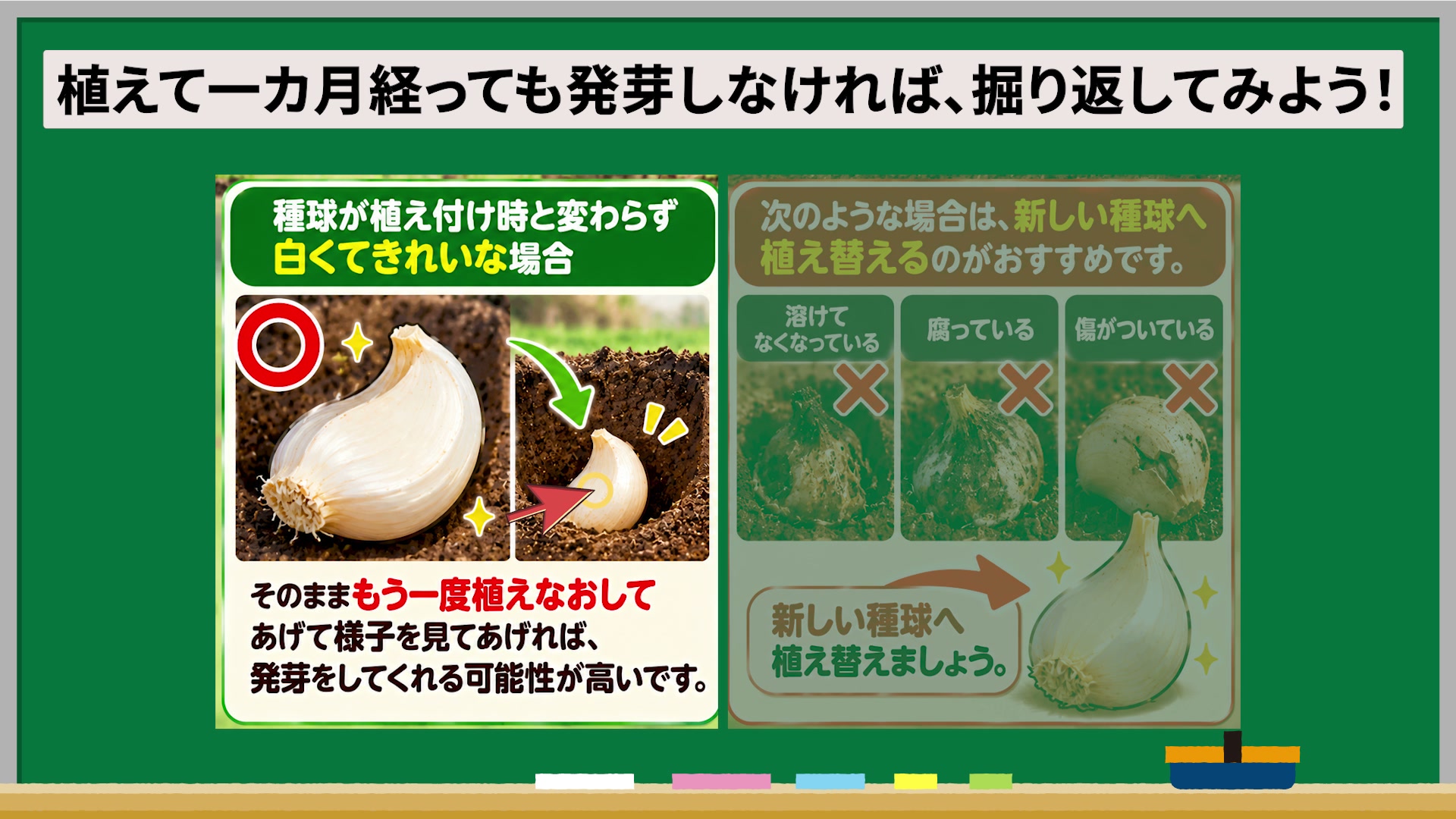 発芽しないニンニクの種球を確認して植え直す判断