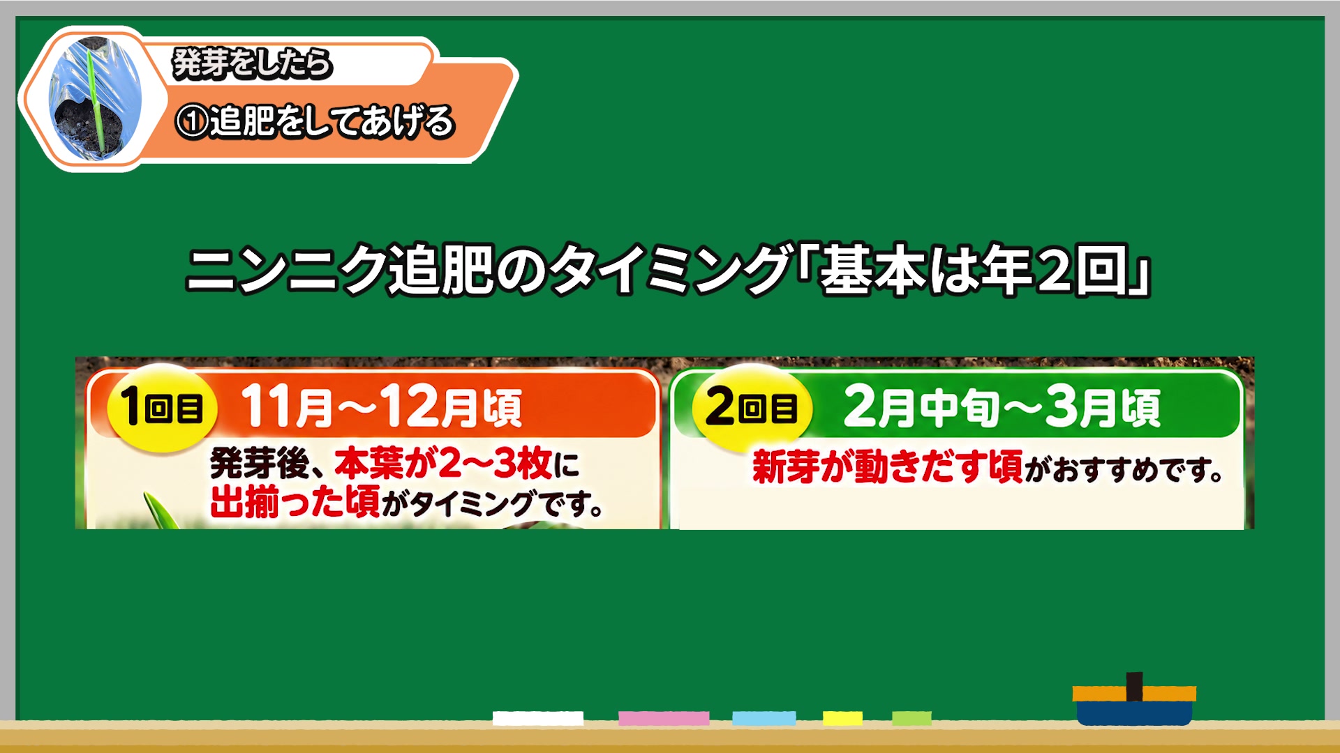 ニンニクの1回目追肥は11月から12月で本葉2から3枚が目安