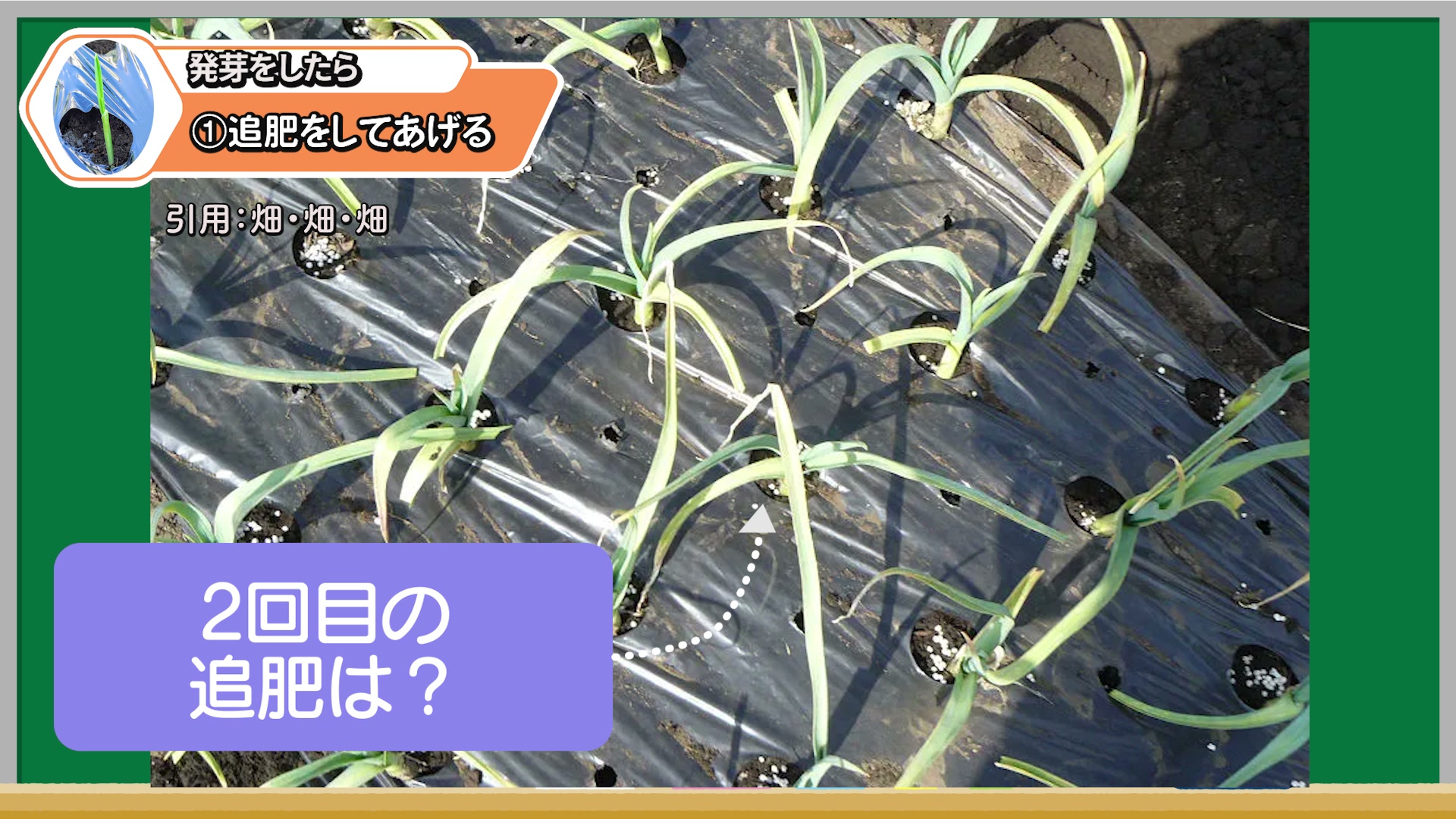 ニンニクの2回目追肥は2月中旬から3月頃が目安