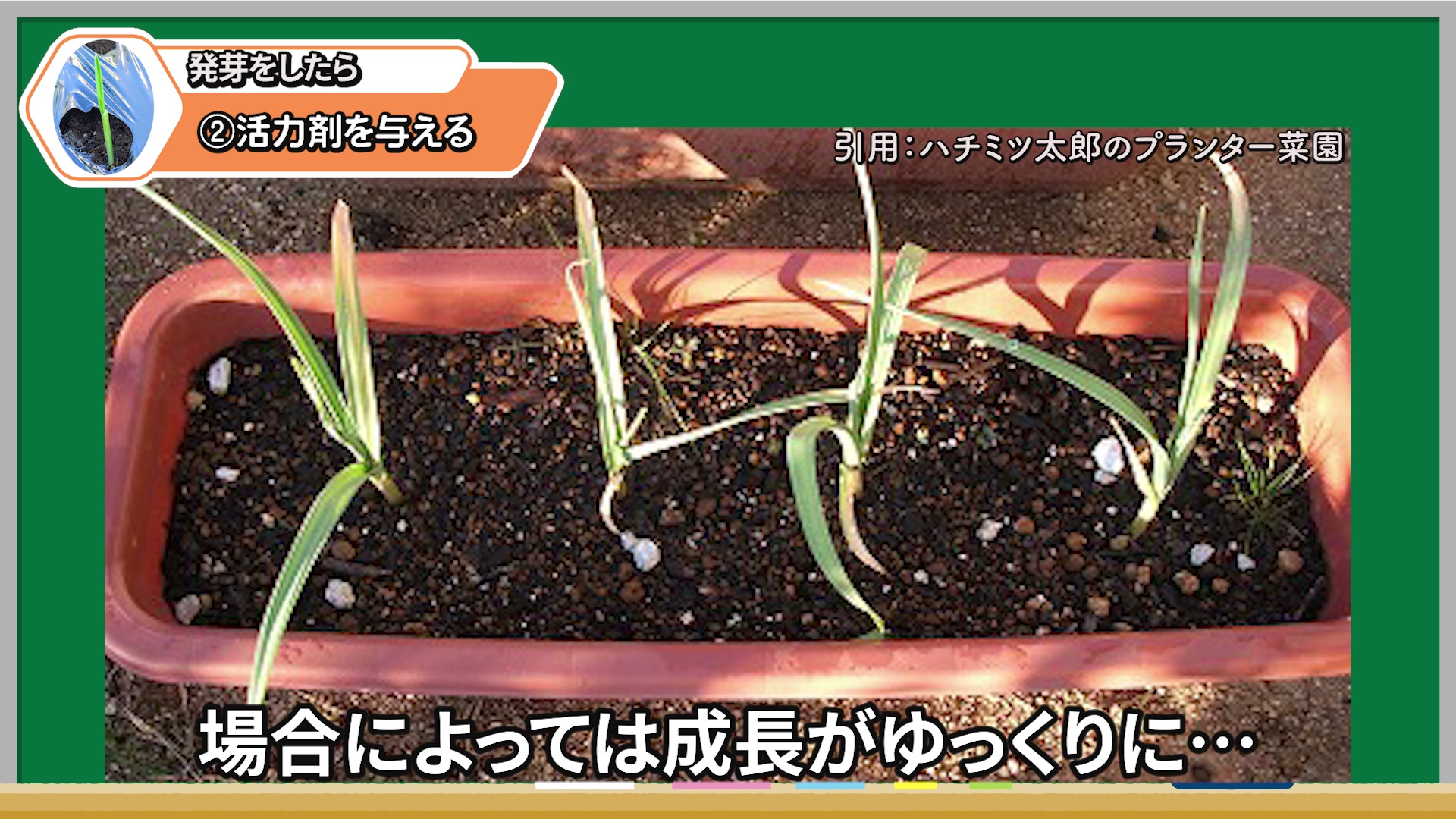 葉先が茶色く育ちが遅いニンニクは根の状態も確認