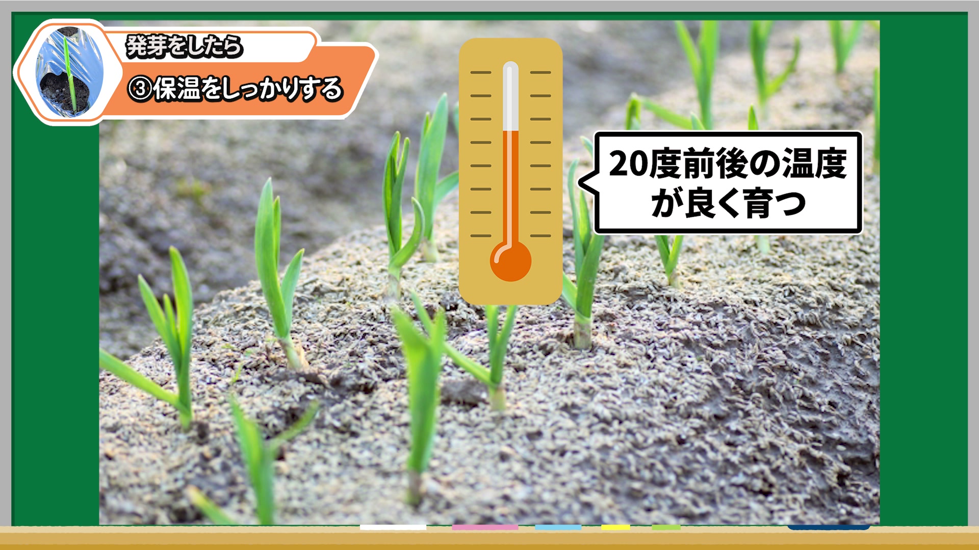 ニンニクが育ちやすい温度と寒さ対策