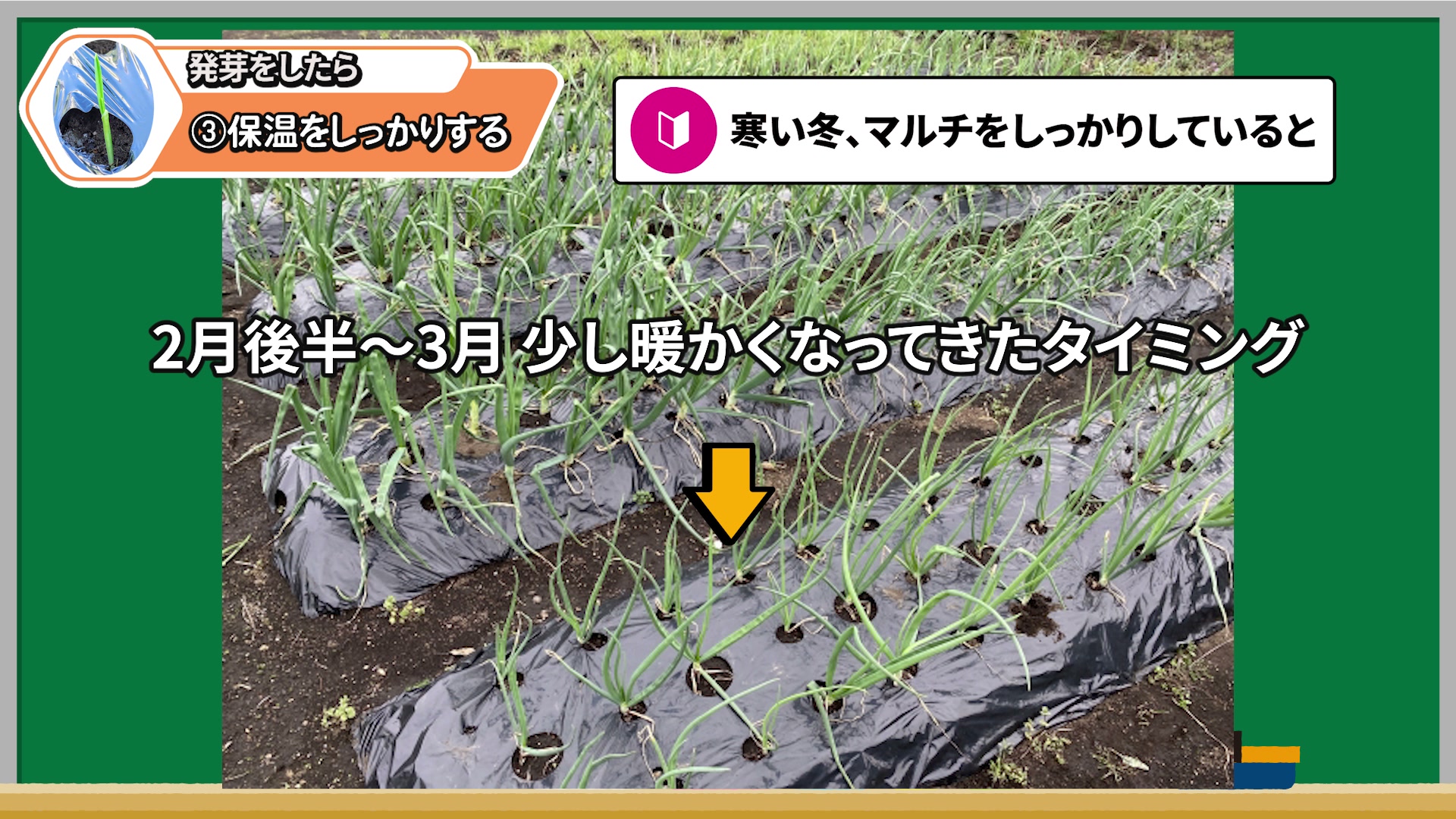 マルチや敷きわらでニンニクを保温する方法